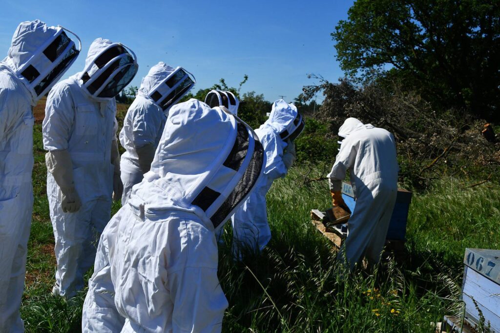 Atelier découverte apiculture